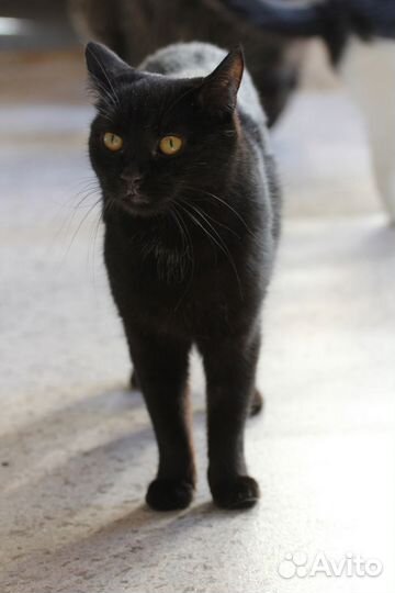 Кот Шоколад