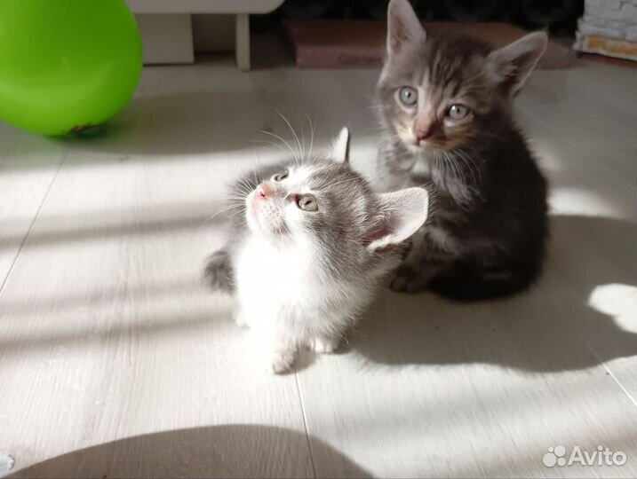 Котята в добрые руки