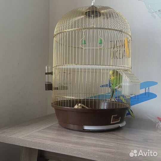 Волнистый попугай с клеткой