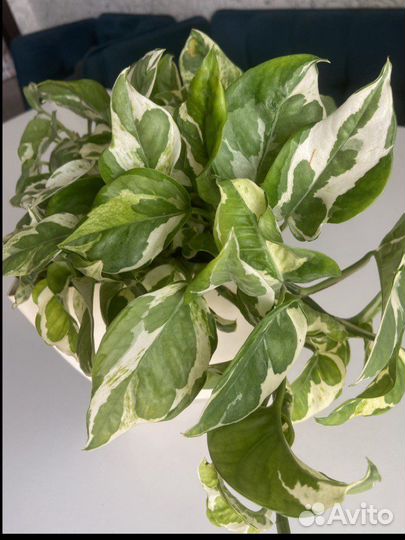 Сциндапсус золотистый,н-джой,неон,хэппи лиф