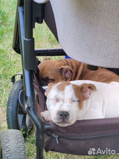 Стаффордширский бультерьер