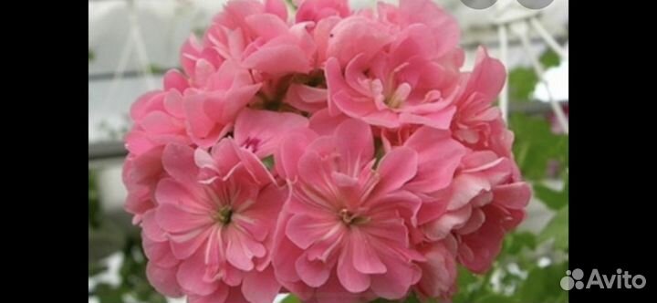 Черенки сортовых плющелистных пеларгоний