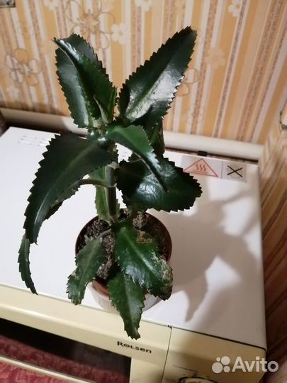 Каланхое, Синадениум