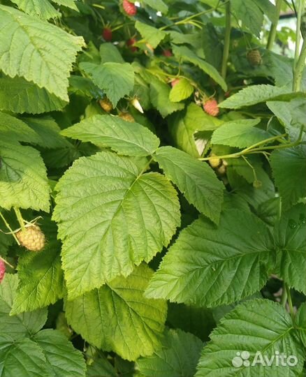 Лист смородины вишни малины