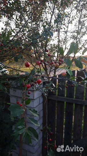 Продам ягоды вишни