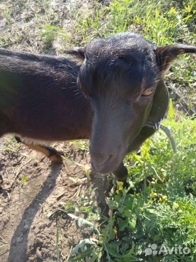 Коза нубийская