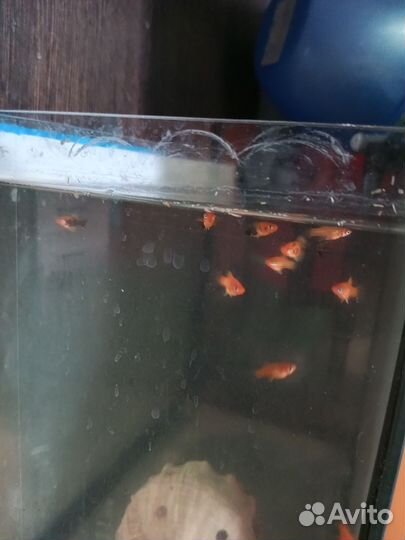 Рыбка меченосец