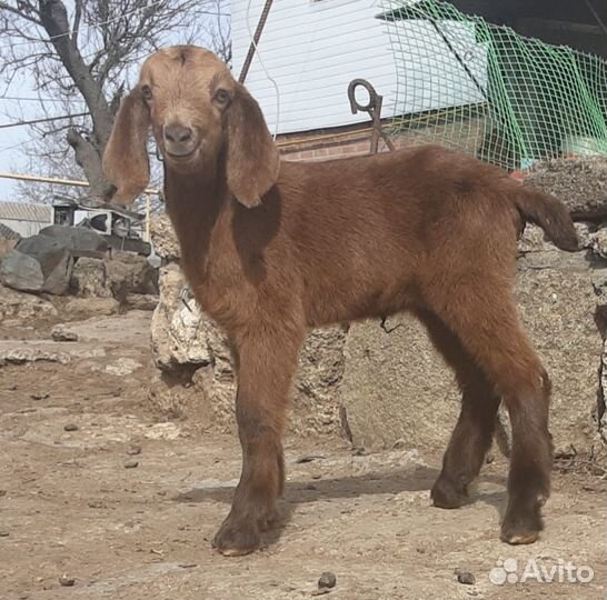 Нубийские козлята