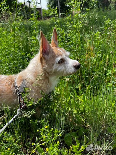 Выгул собак