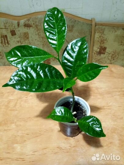 Табернемонтана