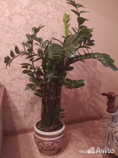 Замиокулькас