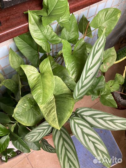 Сингониумы