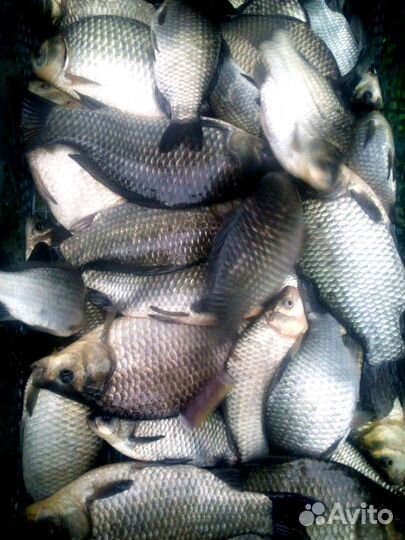 Живец. Карась