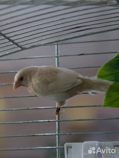 Японские амадины