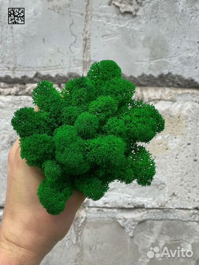 Стабилизированный мох ягель Изумрудный