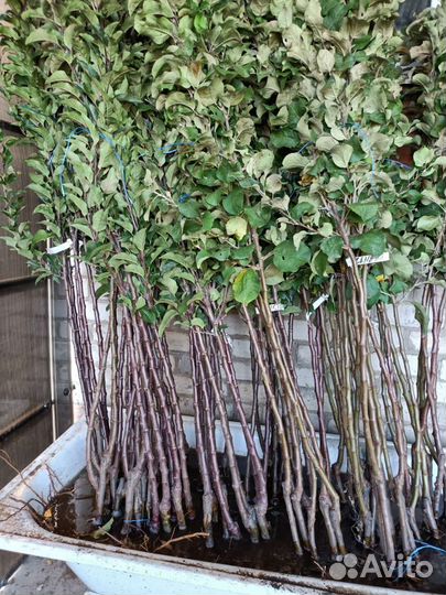 Саженцы плодовых деревьев