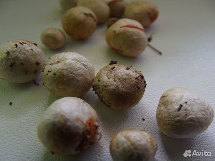 Суринамская вишня (Питанга, Eugenia) - семена