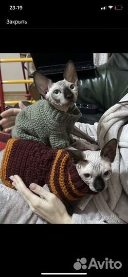 Одежда для собак и кошек