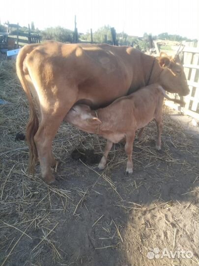 Корова дойная