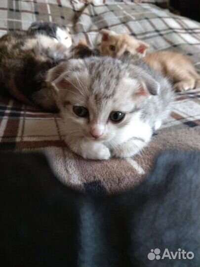 Продам вислоухих котят