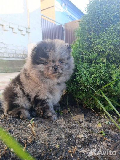 Померанский шпиц