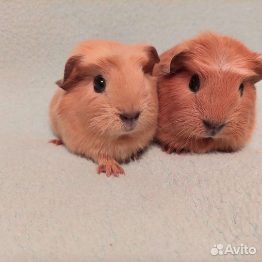 Морские свинки Девчонки сестренки