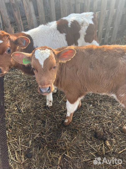 Отборные телята бычки быстрая доставка