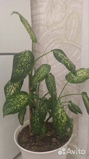 Диффенбахия