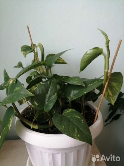 Сциндапсус