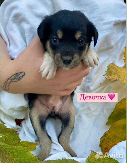 Щенки бесплатно