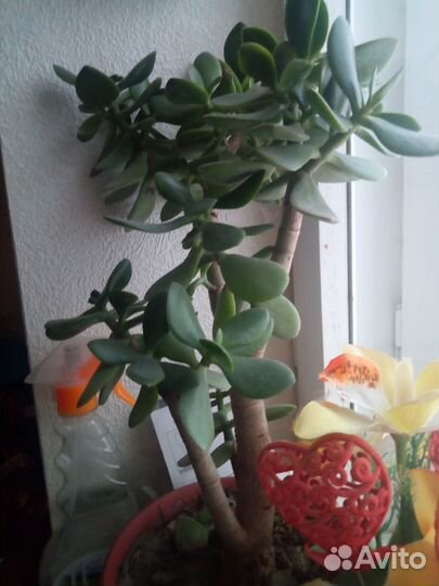 Суккуленты, толстянка. Кактус