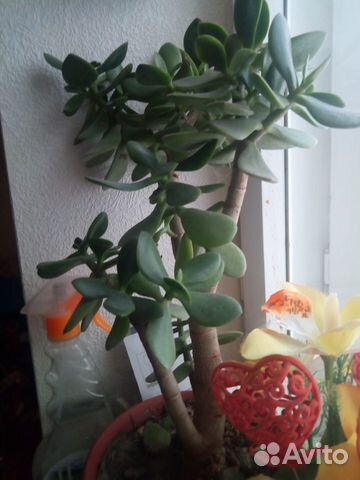 Суккуленты, толстянка. Кактус