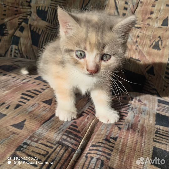 Отдам бесплатно котенка