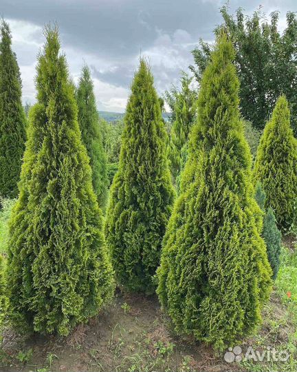 Туя смарагд