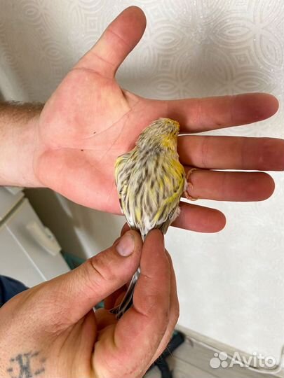 Кенара и канарейки