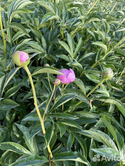 Пионы на срез садовые