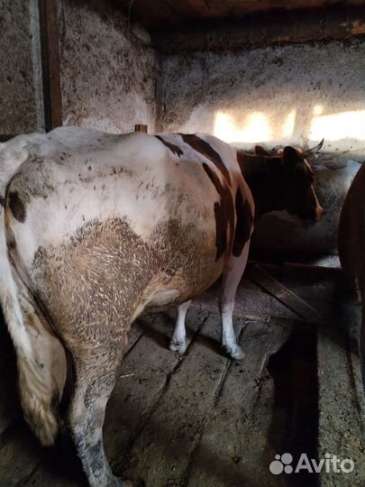 Телята, коровы