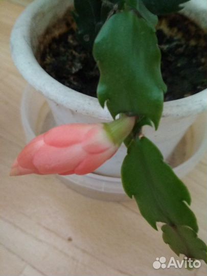 Декабрист цвета морковный, белый, фуксия