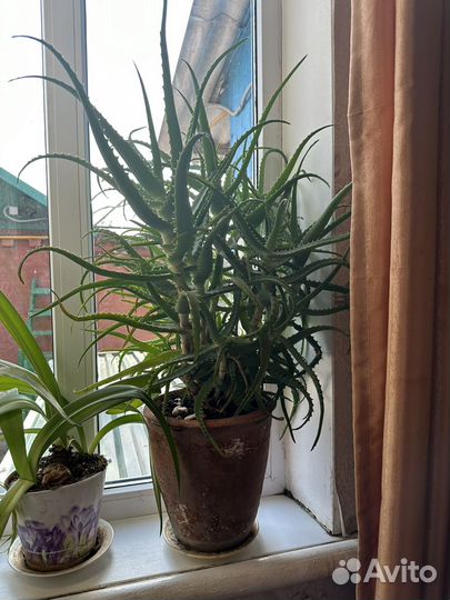 Комнатные цветы алоэ
