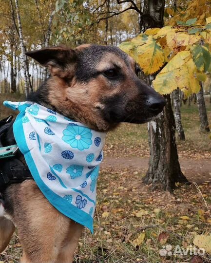 Подари собаке дом