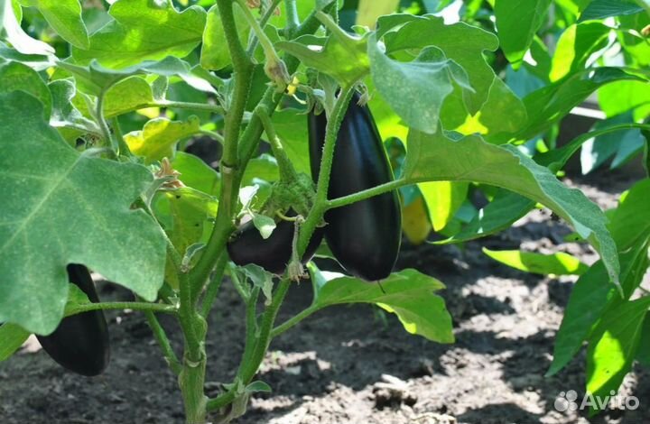 Продам баклажан