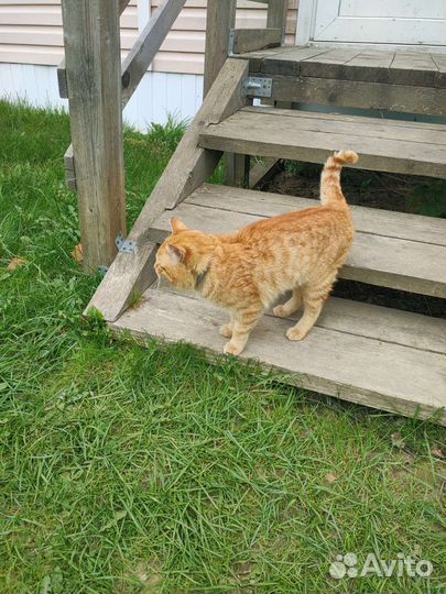 Кот в добрые руки