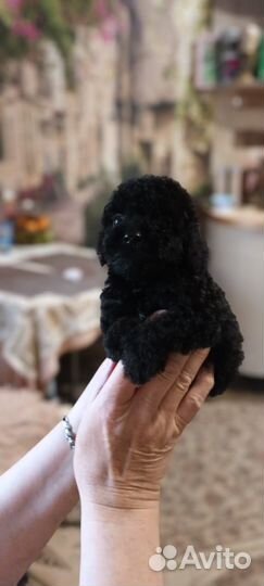 Щенки кокапу