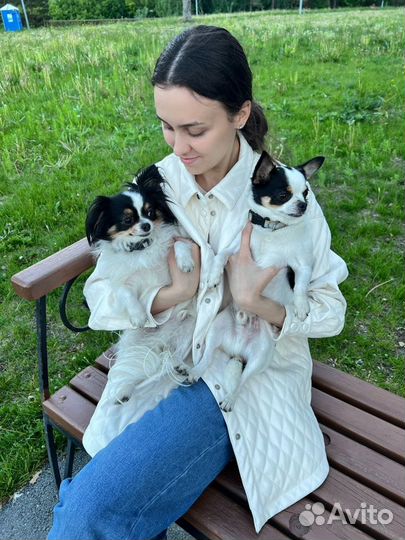 Домашняя передержка животных / собак и кошек