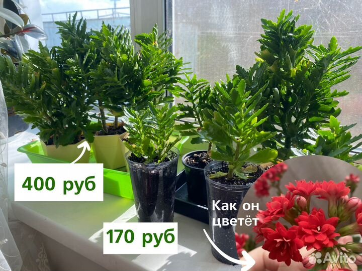 Комнатные цветы Каланхоэ домашние цветы цветут