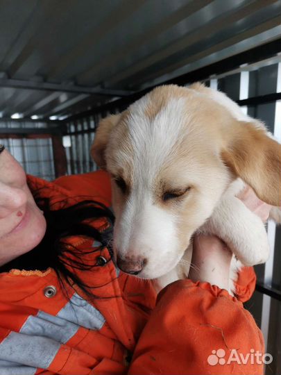 Щенки алабая