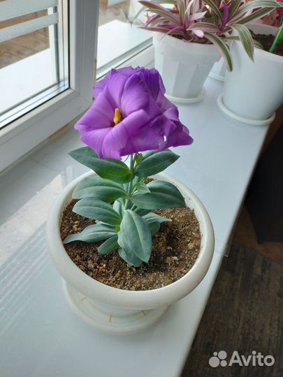 Эустома комнатная карликовая (вместе с горшком)