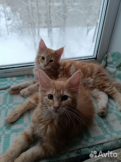 Продаются котята