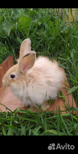 Кролики пуховые