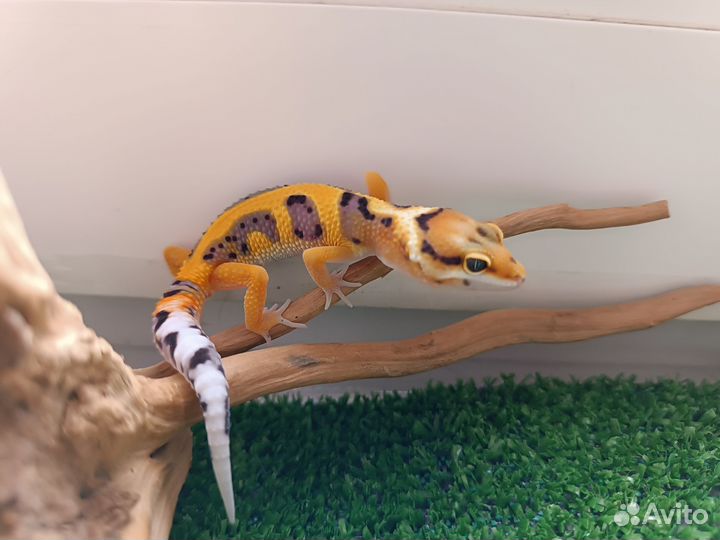 Геккон эублефар